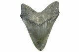 Fossil Megalodon Tooth - North Carolina #363745-2